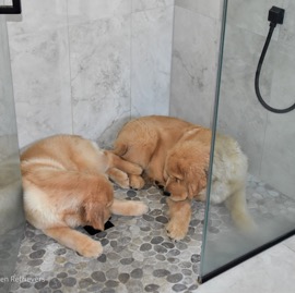 DogsinShower.jpg